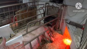 Что делать если у свиноматки нет молока.