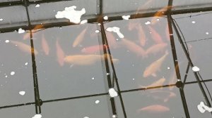 Какой фильтр для пруда лучше? циклон или барабанный? Показываю сколько уходи времени на обслуживани