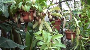 Как вырастить растения хищники дома.Непентес. Сайт «Садовый мир»