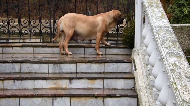 Фила Бразилейро    Fila Brasileiro