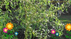 Ива обыкновенная извилистая. Краткий обзор, описание характеристик salix извилистая