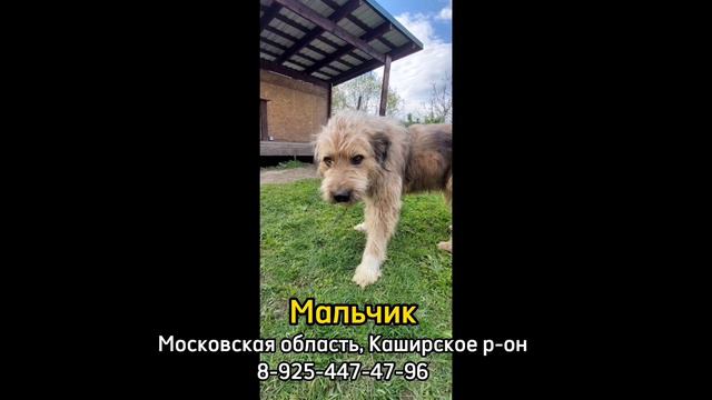 Пропала собака! Мальчик, Московская область, Каширское р-он смотреть онлайн