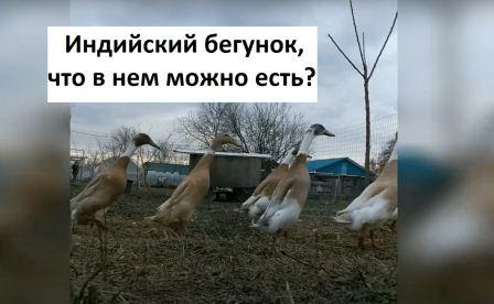 Индийский бегунок, обзор породы,окрас арлекино. Что можно в них есть? смотреть онлайн