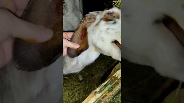 ШИШКА НА ШЕЕ КОЗЫ смотреть онлайн