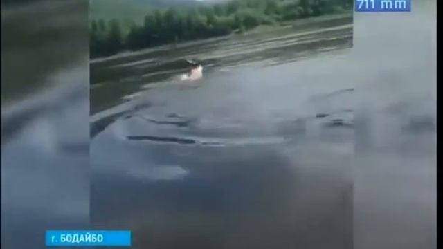 Люди-звери...Какие-то дебилы пытаются утопить лося... смотреть онлайн