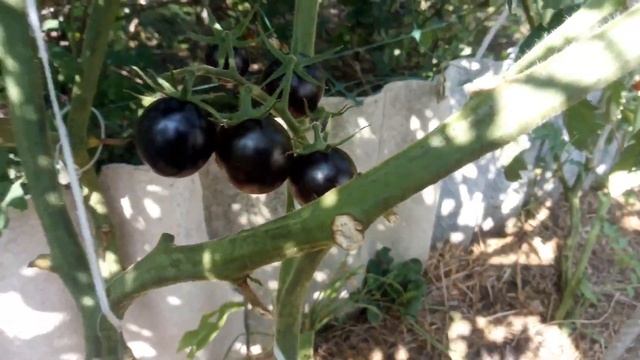 Томаты для цельноплодного консервирования, лучшие сорта томатов, томаты чери, мелкоплодные томаты смотреть онлайн