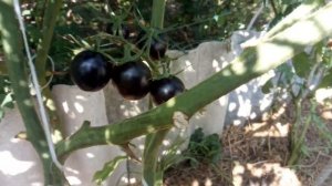 Томаты для цельноплодного консервирования, лучшие сорта томатов, томаты чери, мелкоплодные томаты