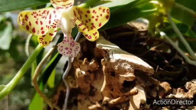 Vandopsis parishii x Sedirea japonica-Ароматный Леопард смотреть онлайн