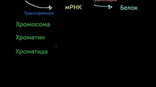 Хромосомы, хроматиды, хроматин и т.п. (видео 12)| Деление Клетки | Биология смотреть онлайн