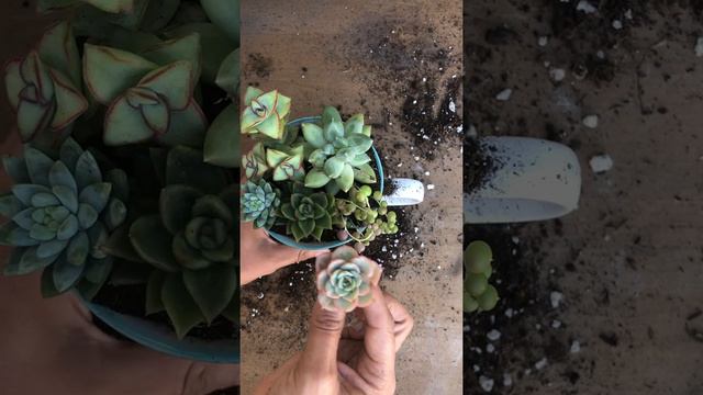 How to Plant Succulents in a Mug смотреть онлайн