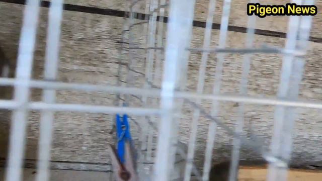Голубь за 50 $ первыи день на улице как Дроппер смотреть онлайн