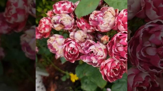 Англия. Роза Bonkers смотреть онлайн