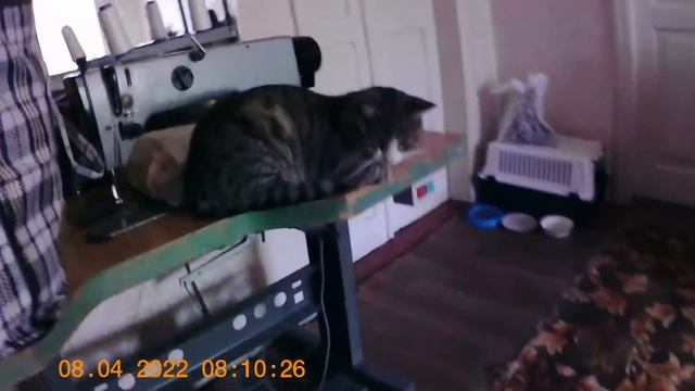 №267. 08.04.2022г. Сима на полу, Маркиз на швейной машинке. смотреть онлайн