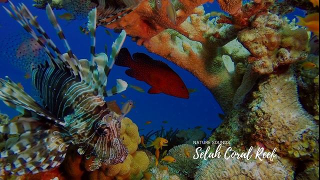 4K SELAH CORAL REEF / NATURE SOUNDS / OCEAN AMBIENCE / REST & RELAXATION смотреть онлайн