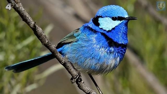 7 Самых удивительно-красивых птиц в мире смотреть онлайн