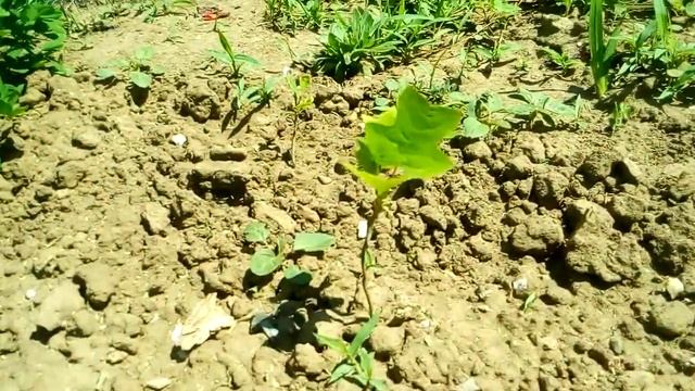 Тюльпановое дерево| посадка с семян пол года спустя смотреть онлайн