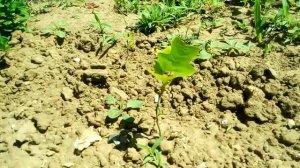 Тюльпановое дерево| посадка с семян пол года спустя