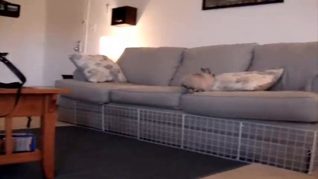 Cute Bunny Rabbit Behaviors смотреть онлайн
