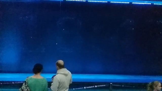 Магия воды ВДНХ замедленная съемка 30 кадров в сек. Надписи водой Москва 2017 Новый год океанариум смотреть онлайн