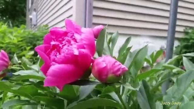 Peony pink flower blooming смотреть онлайн