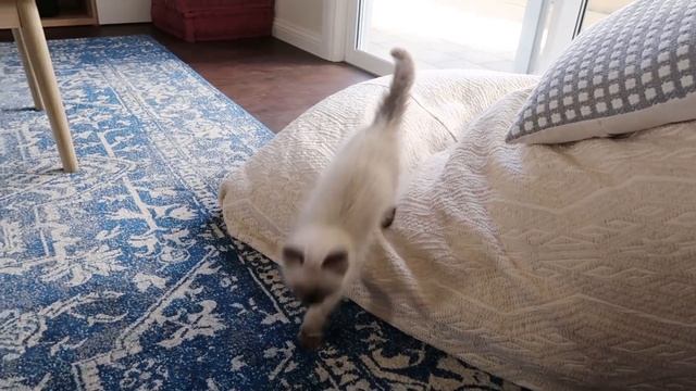 What It's REALLY like to Own a RAGDOLL KITTEN! (Day in the Life) ? Ep. 1 смотреть онлайн