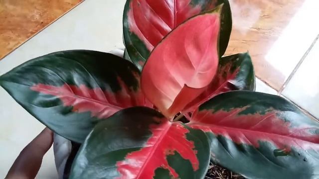 AGLAONEMA SUKSOM BATIK