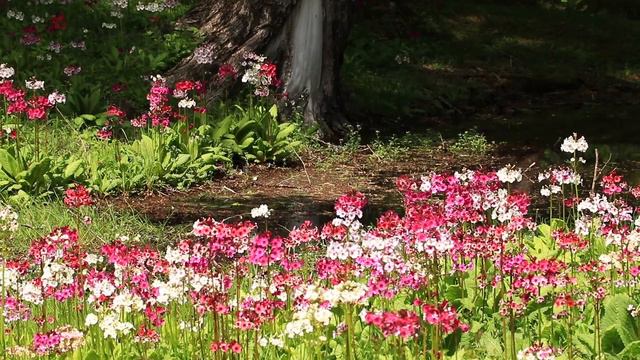 日光の九輪草（クリンソウ）、中禅寺湖観光　Primula Japonica In Nikko Japan EOS 80D