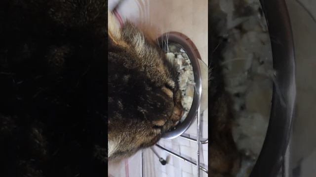 Завтрак кота, д-513 Цветная капуста отварная, мойва отварная смотреть онлайн