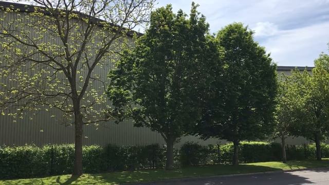 Sessile oak (Quercus petraea) - tree - May 2018 смотреть онлайн