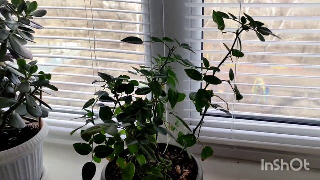 ВЛОГ : Комнатные растения?Домашняя роза в горшке Комнатная роза уход смотреть онлайн