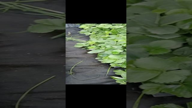 VID20230731200016.mp4