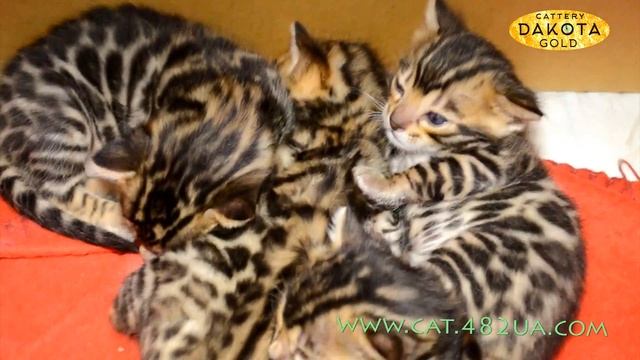 Будни питомника бенгальской кошки Dakota Gold бенгальские котята растут и развиваются 23 25 день смотреть онлайн