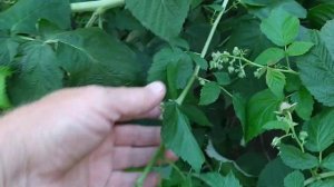 Малина Джоан Джей урожайность зашкаливает