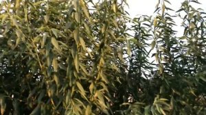 Миндаль Вайро и Маринада в питомнике 3 год вегетации