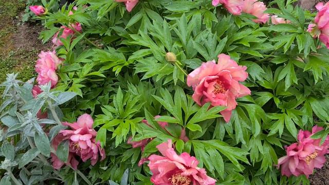 Peony Hillary@ смотреть онлайн