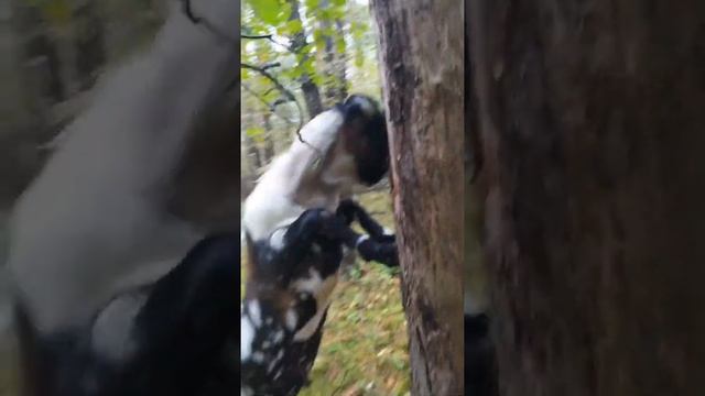 Англо-Нубийские козы; англонубы, нубийцы, козлик продажа смотреть онлайн