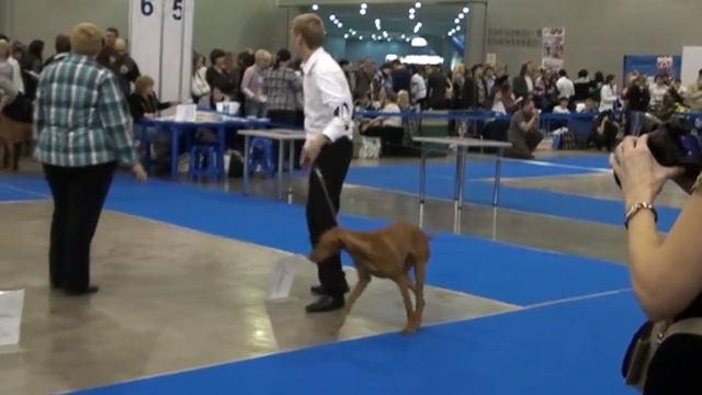 Золотой ошейник 2011, выжлы и ирландские сеттеры M2U01296.MPG