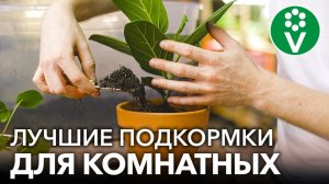 ВНЕСИТЕ ПОД ЛЮБОЙ КОМНАТНЫЙ ЦВЕТОК, и он оживет, позеленеет и зацветет! Любимые подкормки растений