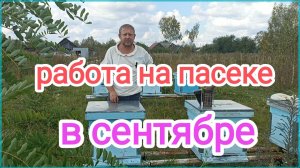 Сколько мёда оставлять пчёлам для зимовки? Пчеловодство!