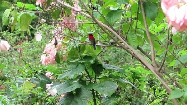 Колибри Colibri