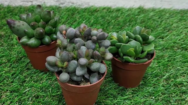 Адромискус, размножение, полив, пересадка.