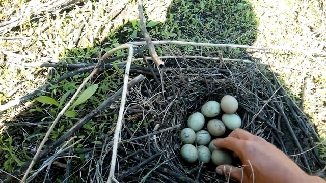 Гнездо фазана смотреть онлайн
