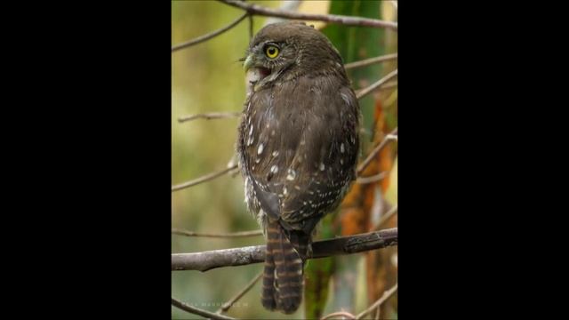 CHUNCHO (Glaucidium nanum) Chile смотреть онлайн