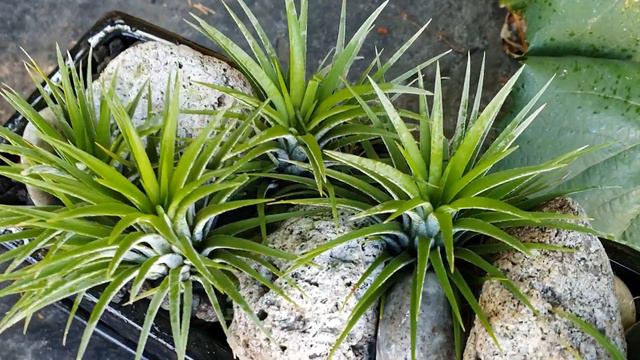 틸란드시아이오난사 | 실내공기정화식물 | 먼지제거식물 | Tillandsia смотреть онлайн