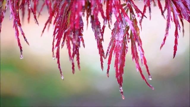 Очень Нежная, потрясающе Красивая и завораживающая музыка для умиротворения и душевного успокоения