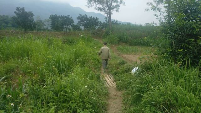 craft traps to catch mice,Glutinous corn harvest,chop corn to feed the buffalo смотреть онлайн