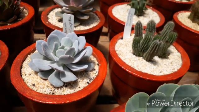 Cactos E Suculentas Na Estufa Up Date