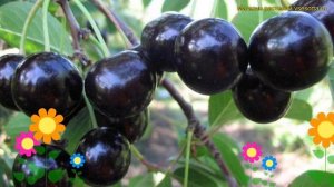 Вишня гибрид Черная крупная. Краткий обзор, описание характеристик prunus cerasus Chernaya krupnaya