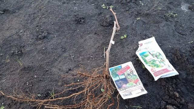 Сроки посадки осеннего саженца винограда или зимнее хранение саженца винограда. смотреть онлайн