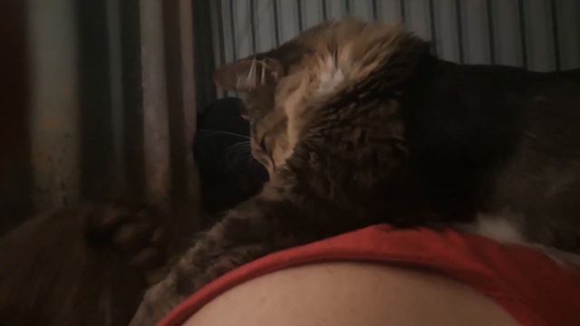 Барся косичку грызет:) смотреть онлайн